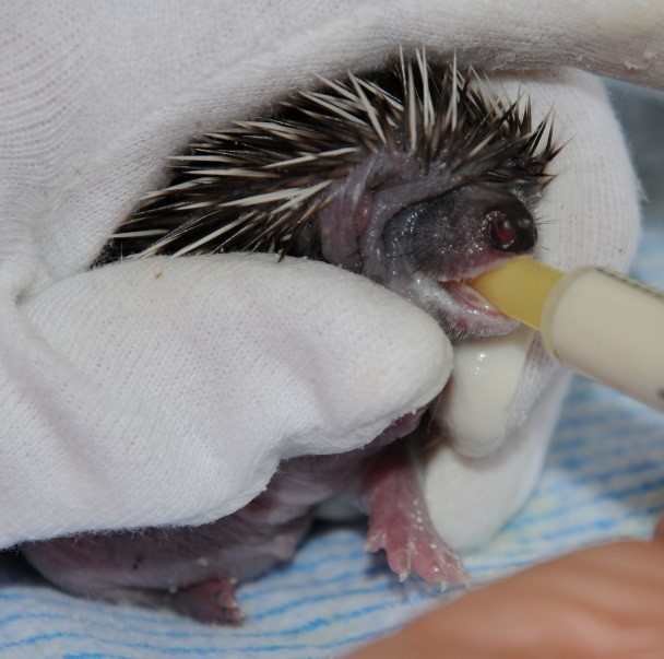 Baby hedgehog being fed