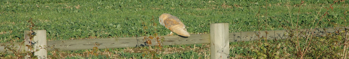 Barn Owl