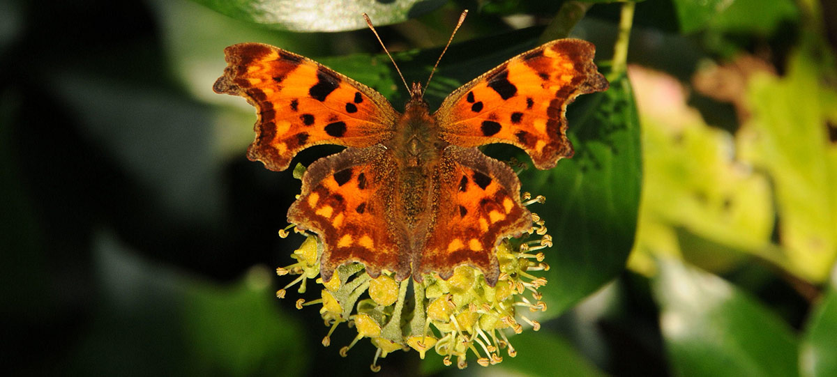 Comma Butterfly