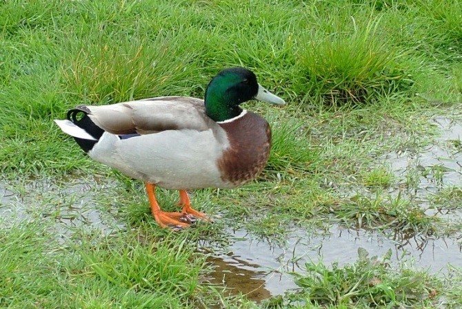 Mallard Duck