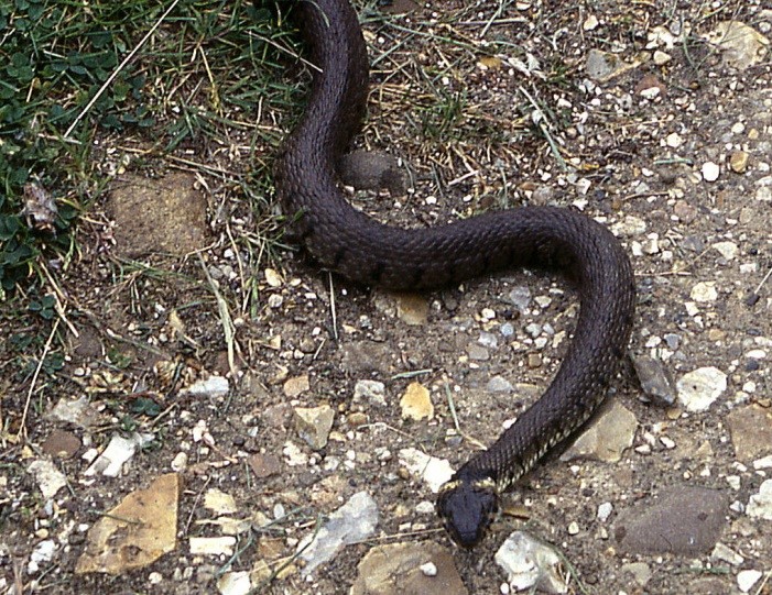 Grass snake