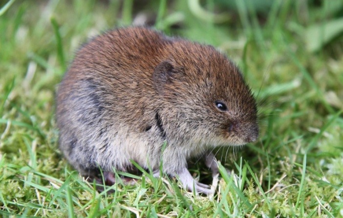 Vole